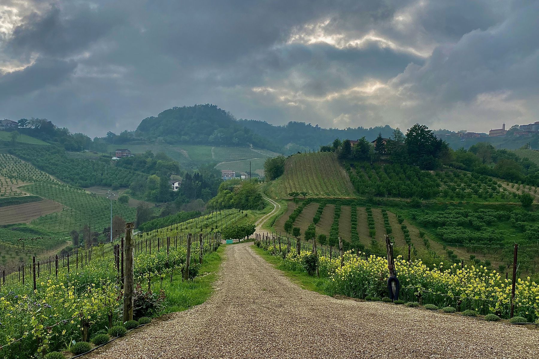 Clouds Rest Vineyards - Sonoma Coast Wineries